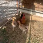 دجاج بلدي