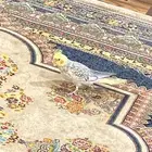 عصفور كروان