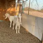 جمدتين للبيع كفو سعاره مناسب