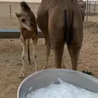 خلفه منيحه حليب وافر ساحليه حمراء دم الموقع سوق الدوادمي