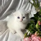 قطط سكوتش فولد