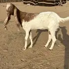 عنز حليب