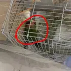 نثئ روز تحت أربع بيض مخصب زكر طار