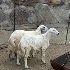 2 طليان سمان وطيبه تم البيع