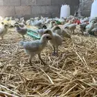 موفر صوص فيومي المنيوم ع3 ريال الجوز