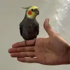 كروان أليف