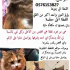 قطة مفقودة