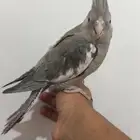 كروان هولندي اليف وهدد تم البيع