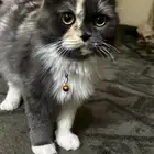 قطه واولادها لتبني