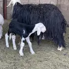 مراح نجد صنف