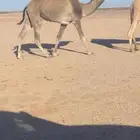 قعود للبيع جذع