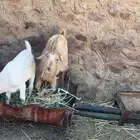 تيس عارضي سمين كفو سليم من الامراض