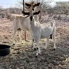 عنز بيشية كحلا