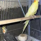 جوز طير الكروان منتج