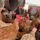 فراريج دجاج للبيع