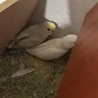 مطلوب ذكر روز منتج شرط