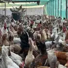 دجاج بلدي بياض