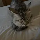 قط شيرازي مطعم لتبني