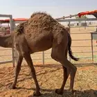 قعدان شعل العدد 2