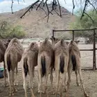 قعدان للبيع بريه على الحليب