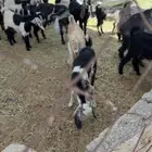 تيوس وعنقان طيبه وزينه