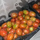 طماطم طازج ومشروط