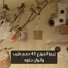 زيبرا