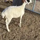 رخل ذبيحه
