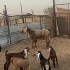 معزا متاويم