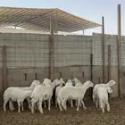 خرفان حريات