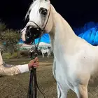 فرس بنت شنغهاي