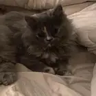 قطه للبيع