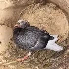 اعرضلكم فرخ قطيفي