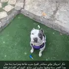 ذكر أمريكن بولي