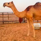 للبيع ناقه شعلاء