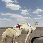 بكره عمرها3شهور