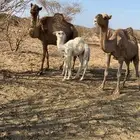 ابل خلفات كفوو عليها قعدان