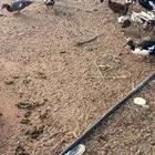 للبيع وز وبط