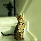 قط بنقال ذكر بيووور