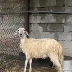 فحل حري العمر 8 اشهر