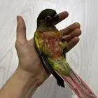 كنيور