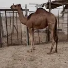 بكره ساحليه حمرا