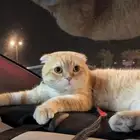 قط للتبني