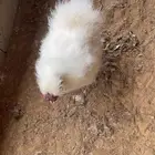 ديك قطني انتجي