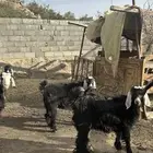 غنم ضان رفيدي ومعزى