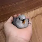 روز للبيع