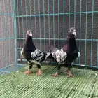 حمام باكستاني