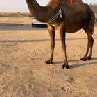 للبيع الصفرا الملاقي الكفو