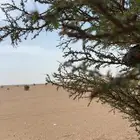 قمري وسمان للبيع