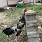 ديك سندي بشاير